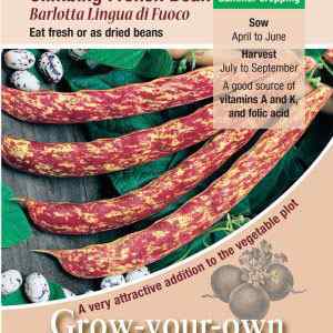 Climbing French Bean, Barlotta Lingua di Fuoco