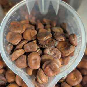 Broad Bean - Giant Exhibition