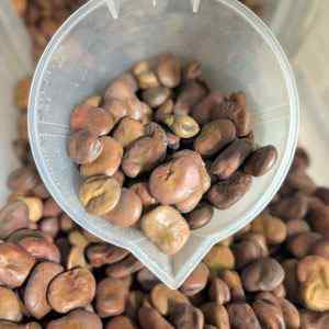 Broad Bean - Imperial Green Longpod