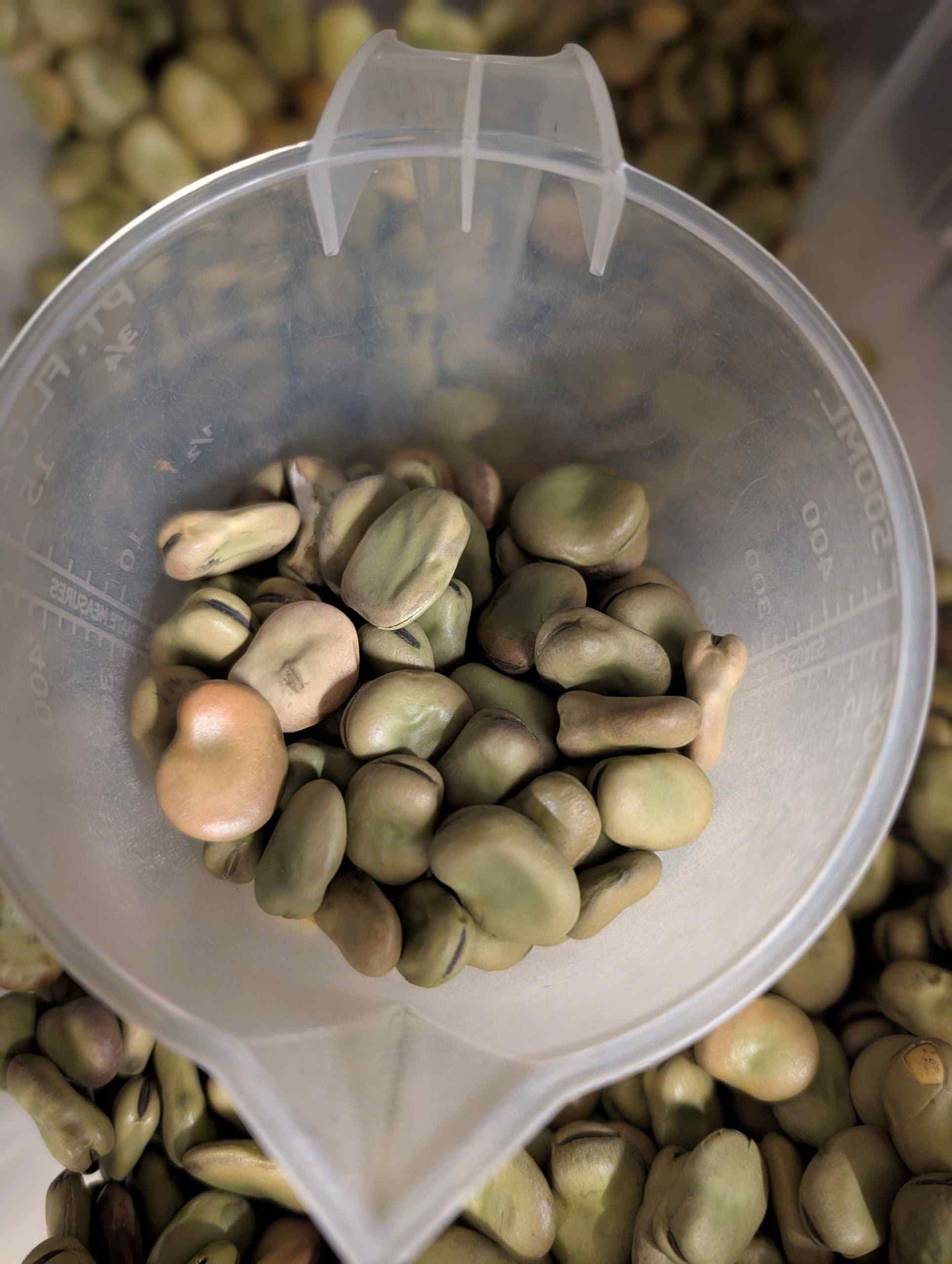 Broad Bean - Masterpiece Green