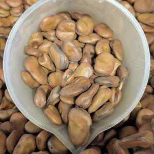 Broad Bean - Sutton Dwarf