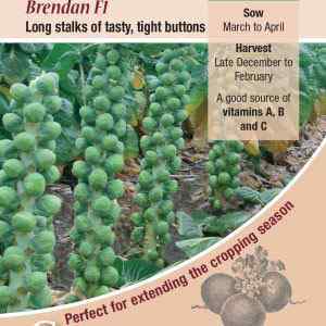 Brussel Sprouts, Brendan F1