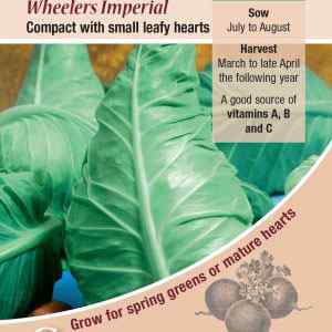 Cabbage, Wheelers Imperial