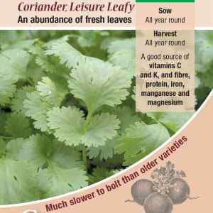 Coriander, Leisure Leafy