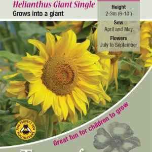 Helianthus Giant Single