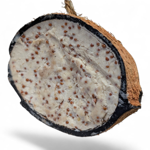 Half Filled Mealworm Coconut Suet Feeder