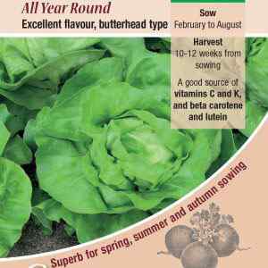 Lettuce, All Year Round