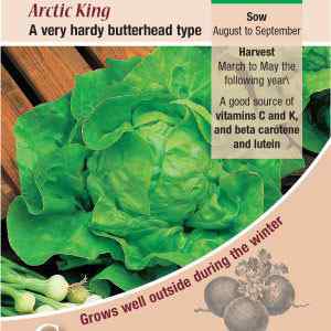 Lettuce, Arctic King