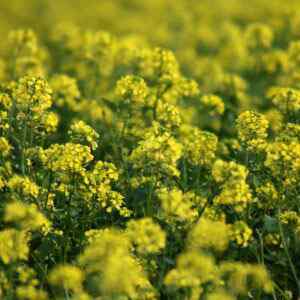 Green Manures(loose)