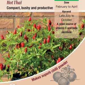 Pepper (Chilli), Hot Thai