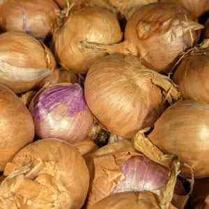 Pikant - Spring Planting