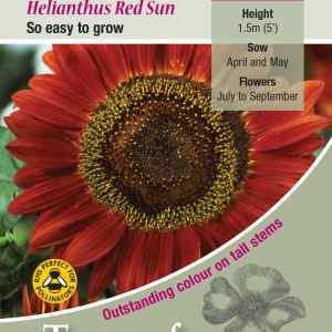 Helianthus Red Sun