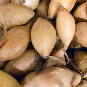 Senshyu - Autumn Planting