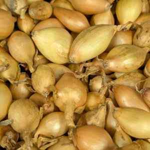 Sturon - Spring Planting