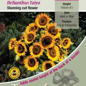 Helianthus Taiyo