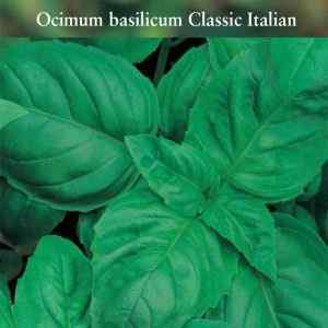 Sweet Basil, Classic Italian