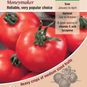Tomato, Moneymaker
