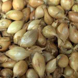 Yellow Winter - Autumn Planting