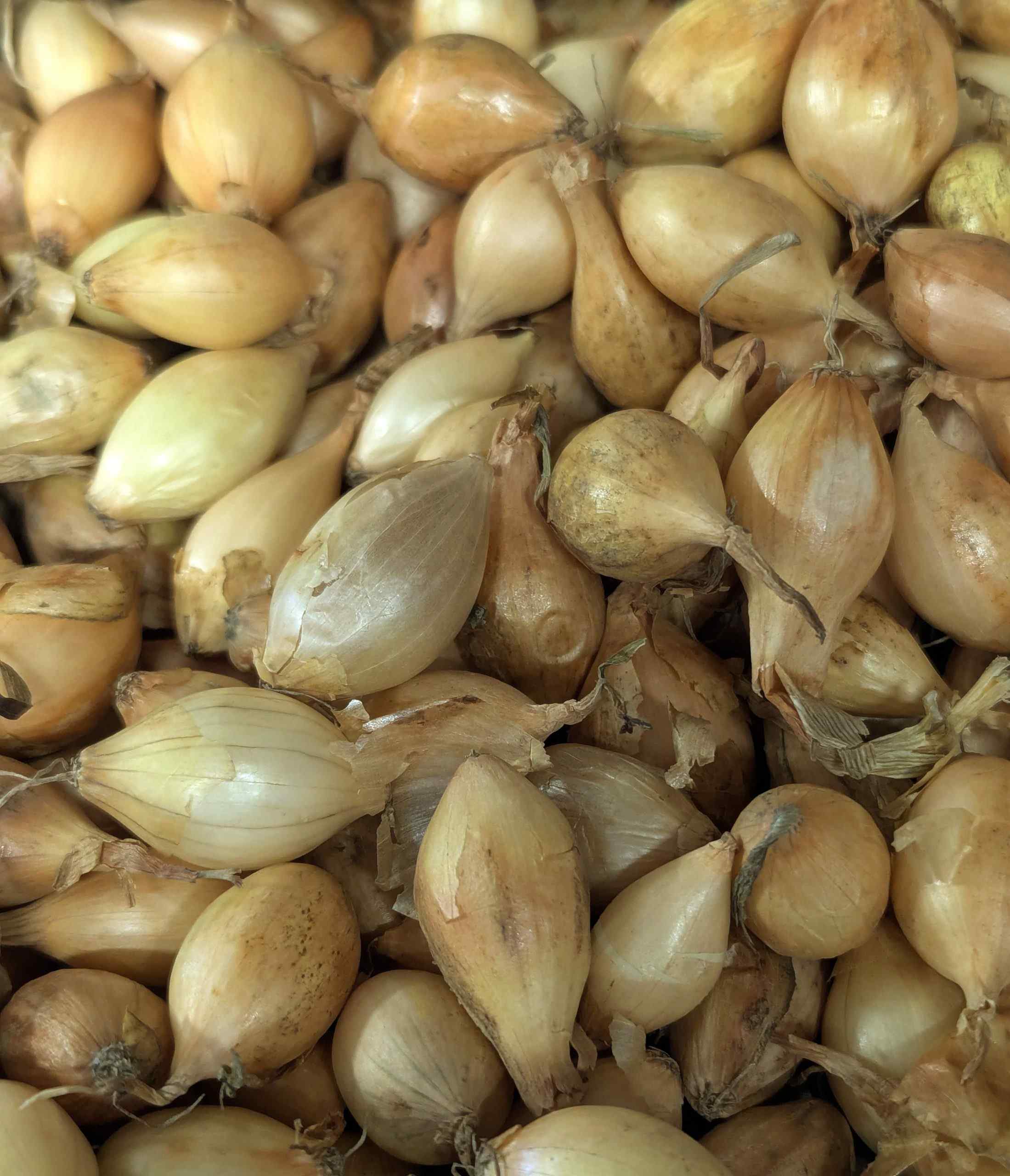 Yellow Winter - Autumn Planting